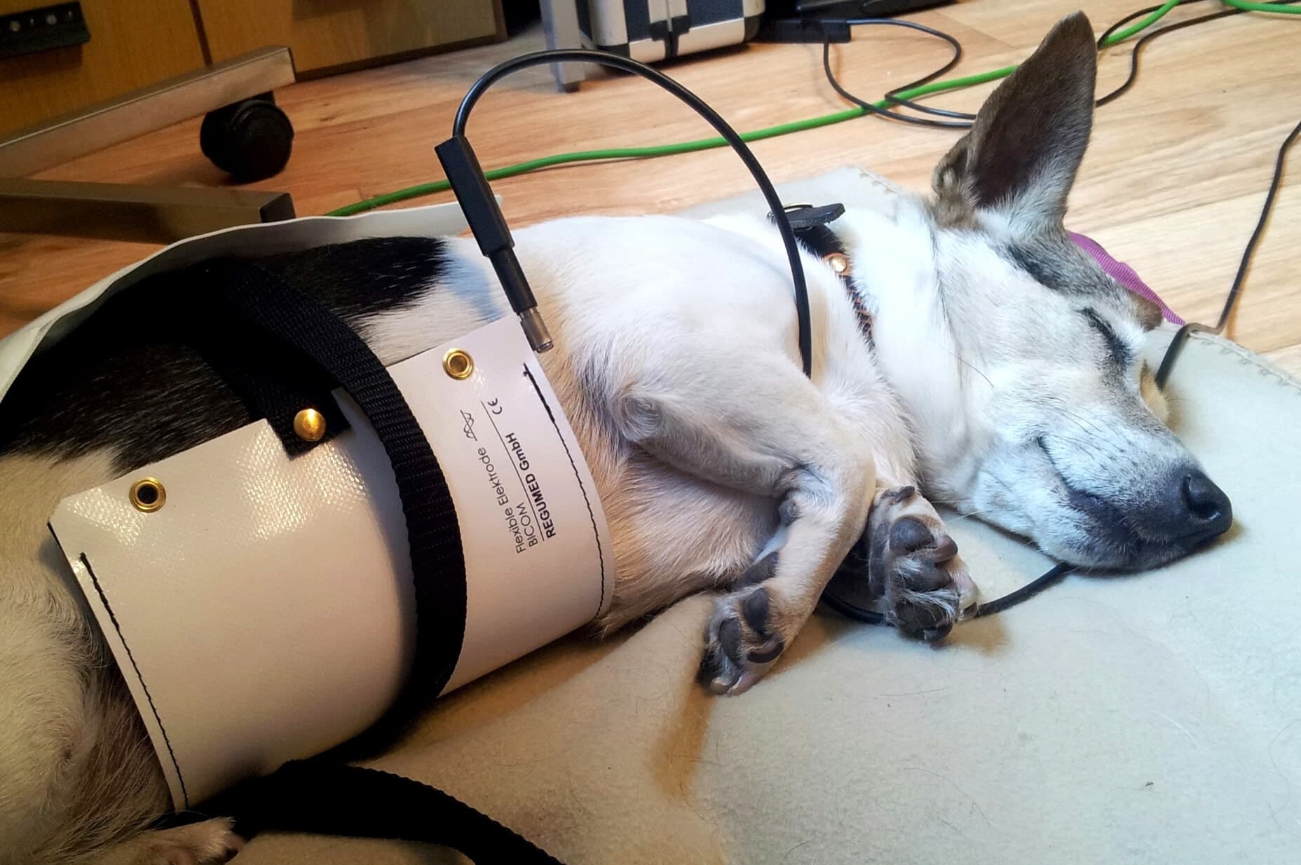 Hund entspannt während einer Anwendung
