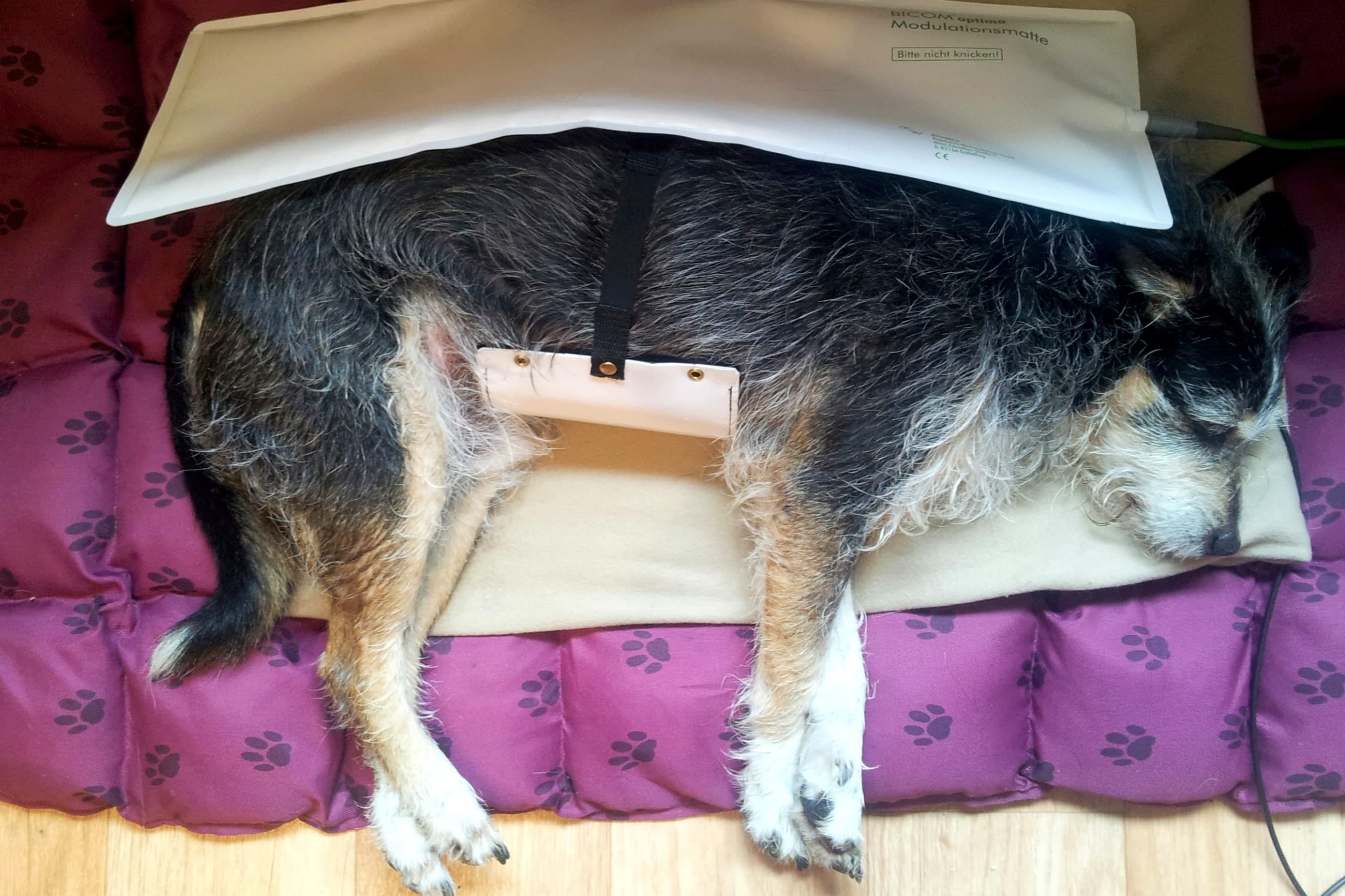 Hund ruht auf einer Behandlungsmatte