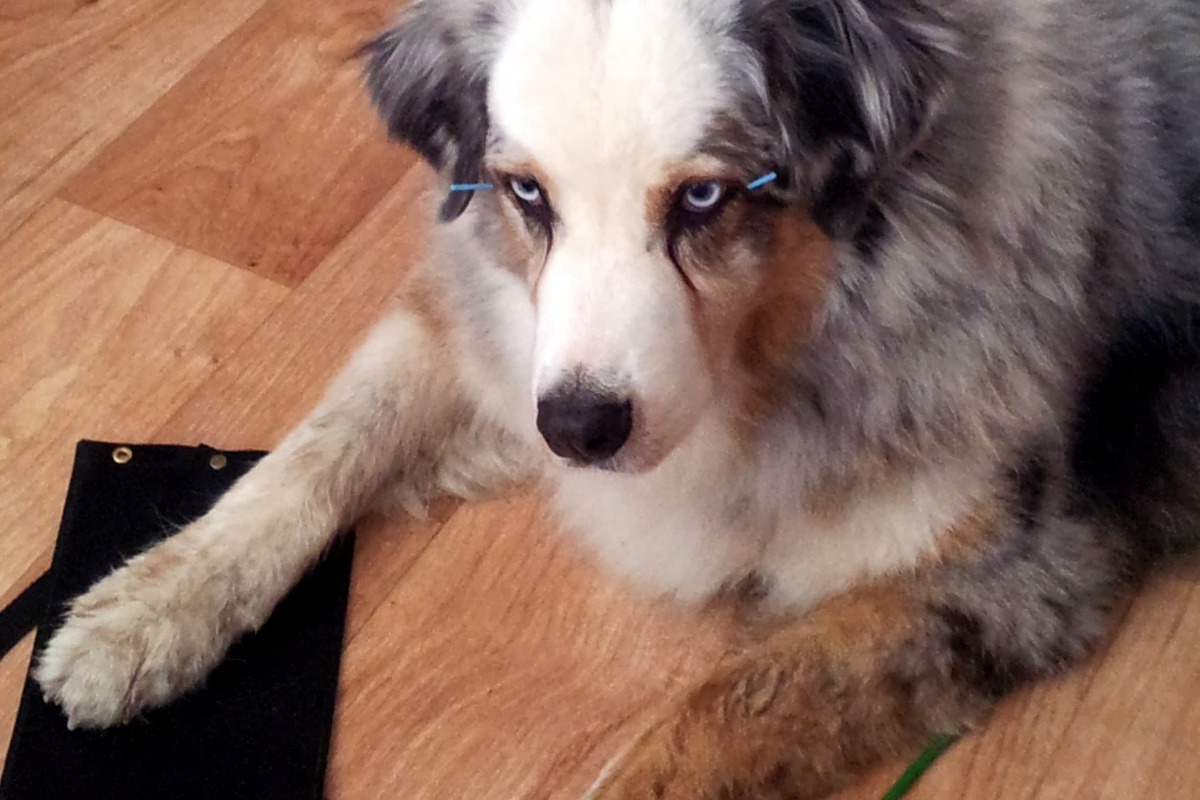 Australian Shepherd in der Praxis
