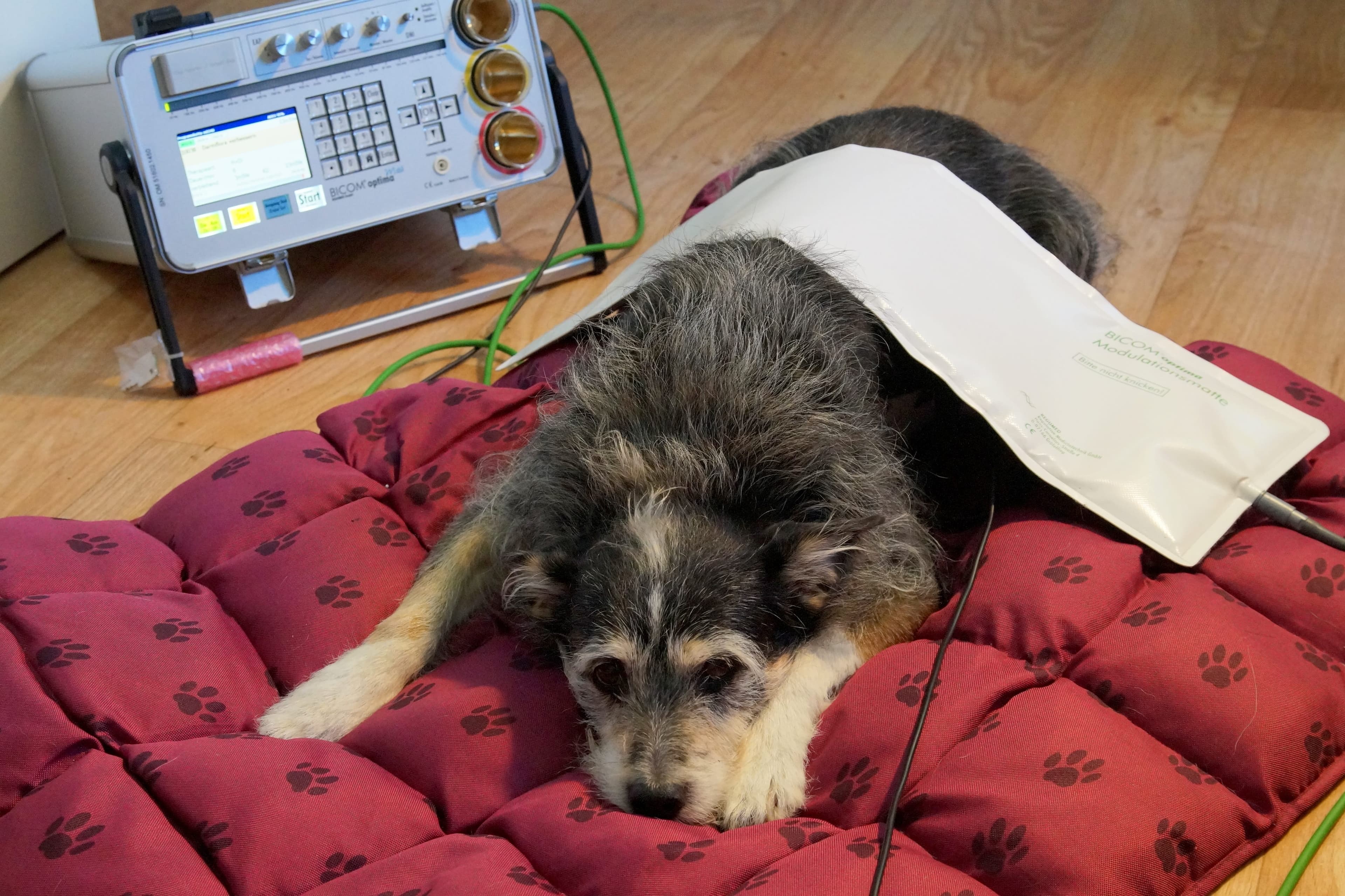 Hund während einer Bioresonanz-Anwendung