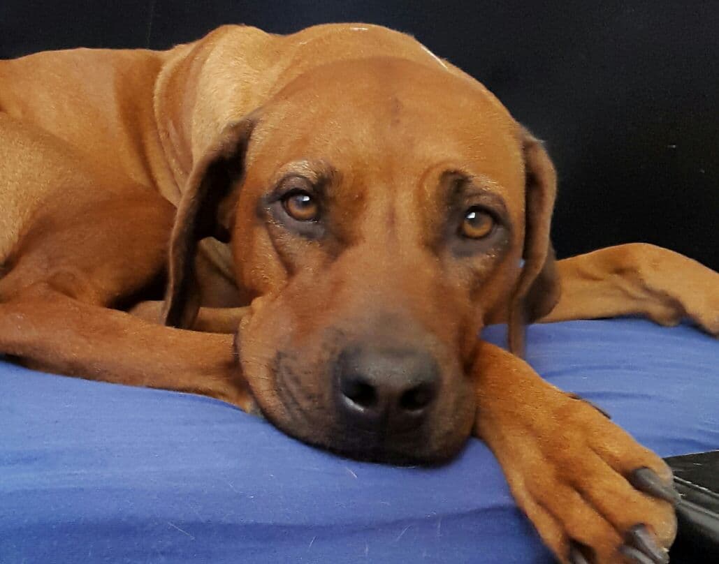 Ridgeback ruht auf einer Decke