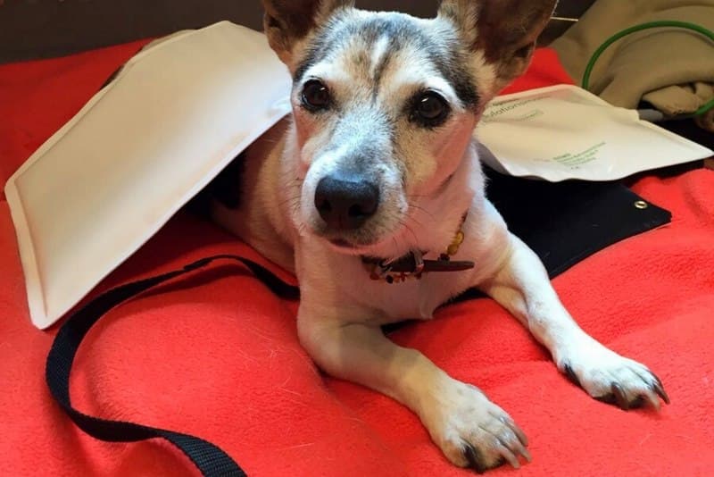 Kleiner Hund während einer Anwendung